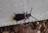 Sitaris muralis