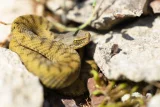 Vipera aspis