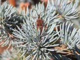 Leptoglossus occidentalis