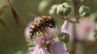 Stage macrophotographie