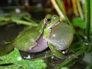 Hyla arborea