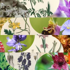 La botanique dans tous ses états