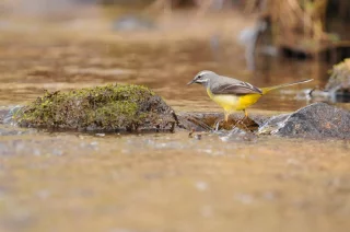 Les chants d’oiseaux au bord de l’Arconce