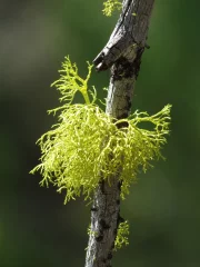 Balade botanique dessinée : Lichens