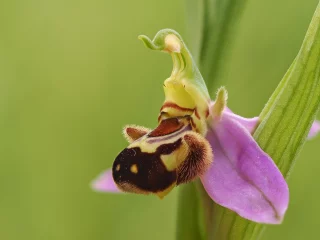 Les orchidées du Bout du Monde