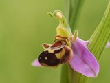 Les orchidées du Bout du Monde