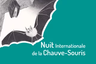 Nuit de la chauve-souris à Domecy-sur-Cure