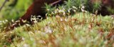 Atelier botanique : Bryophytes 1/2