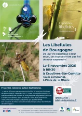 Les libellules en Bourgogne