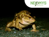 Enquête "Amphibiens sur les routes"