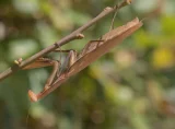 Mantis religiosa