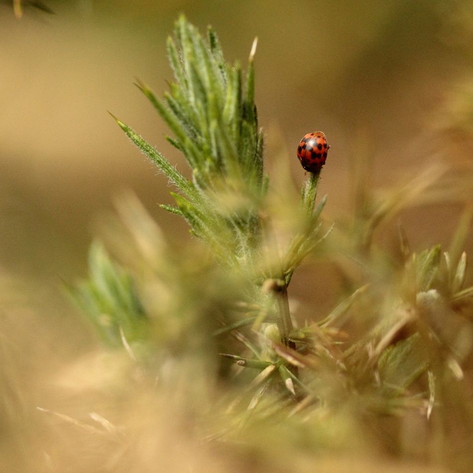 Subcoccinella vigintiquatuorpunctata © CARNET M. 