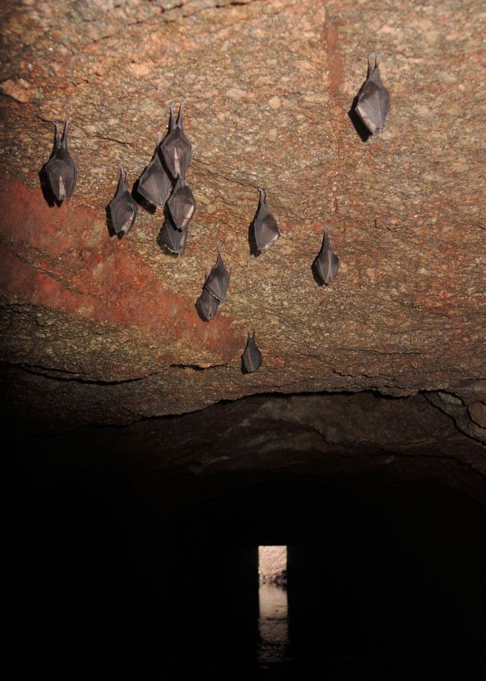 Petit rhinolophe en hibernation dans une mine © Ludovic Jouve