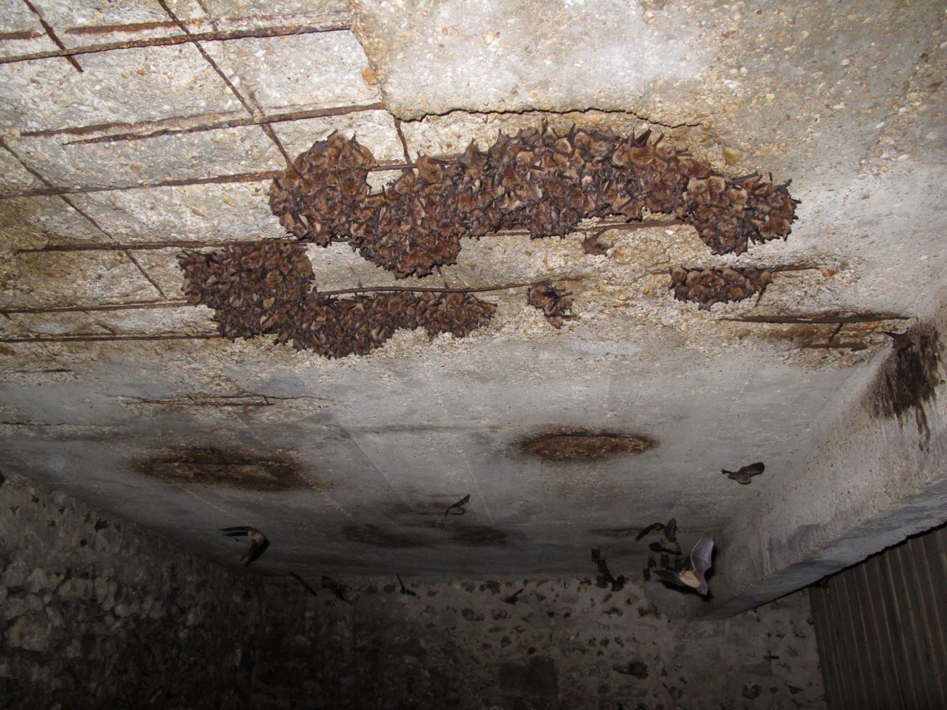 Colonie de mise bas Murin à oreilles échancrées et Grand rhinolophe dans l’Yonne © Ludovic JOUVE