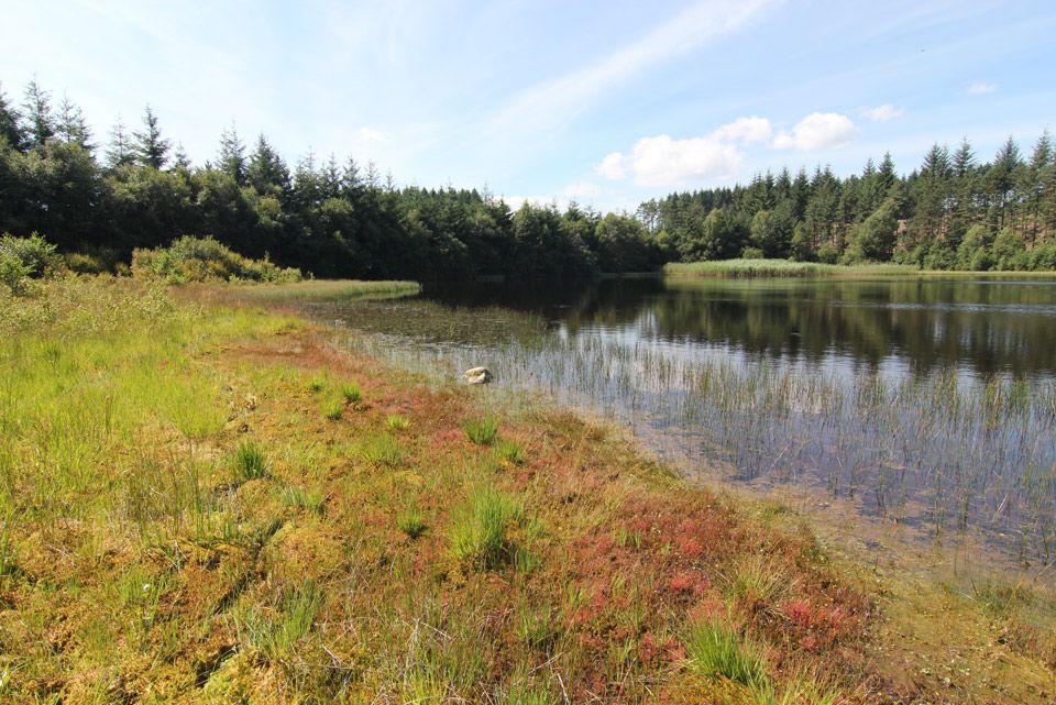 Etang tourbeux du Morvan, présence de S. danae © Alexandre Ruffoni