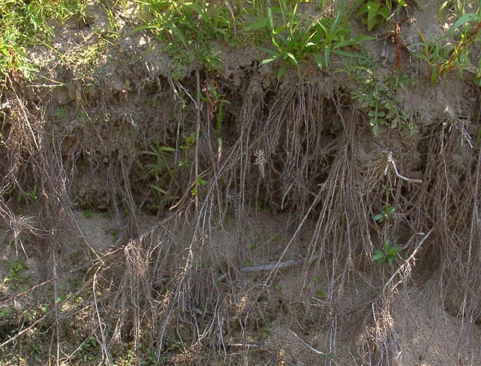 Biotope d’émergence du Gomphe à pattes jaunes © Nicolas Varanguin