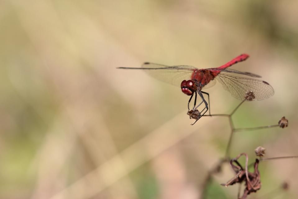 Sympetrum sanguin© Alexandre Ruffoni