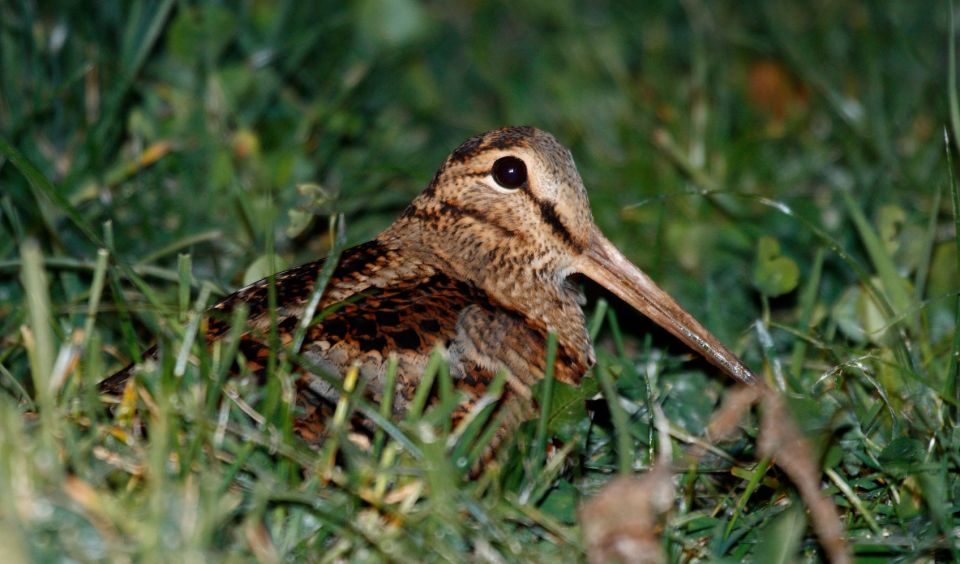 Bécasse des bois observée sur l'un de ses sites d'hivernage © Daniel Magnin