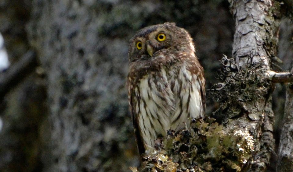 Chevêchette d'Europe © Françoise Philibert