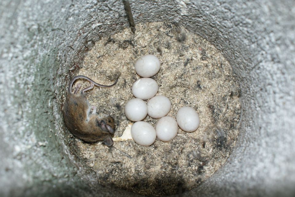 Ponte de Tengmalm découverte dans un nichoir au cours du suivi 2012 © Pierre Coudor