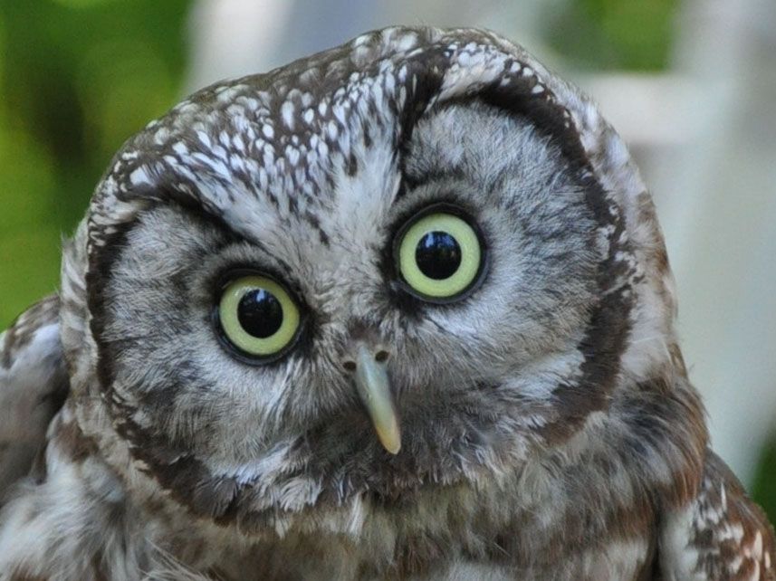 Chouette de Tengmalm © Françoise Philibert