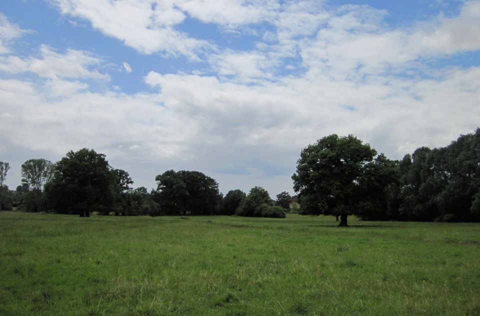 Bocage arboré fréquenté par la Pie-grièche à tête rousse en nidification dans la Nièvre (Pays de Four) © Cécile Détroit