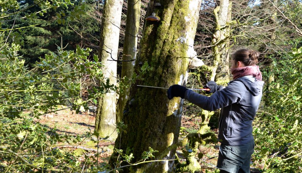 Mesures sur les arbres à cavités © Christine Dodelin