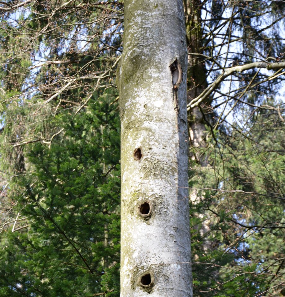 Hêtre porteur de plusieurs loges de Pic noir favorables à la Tengmalm © Christine Dodelin