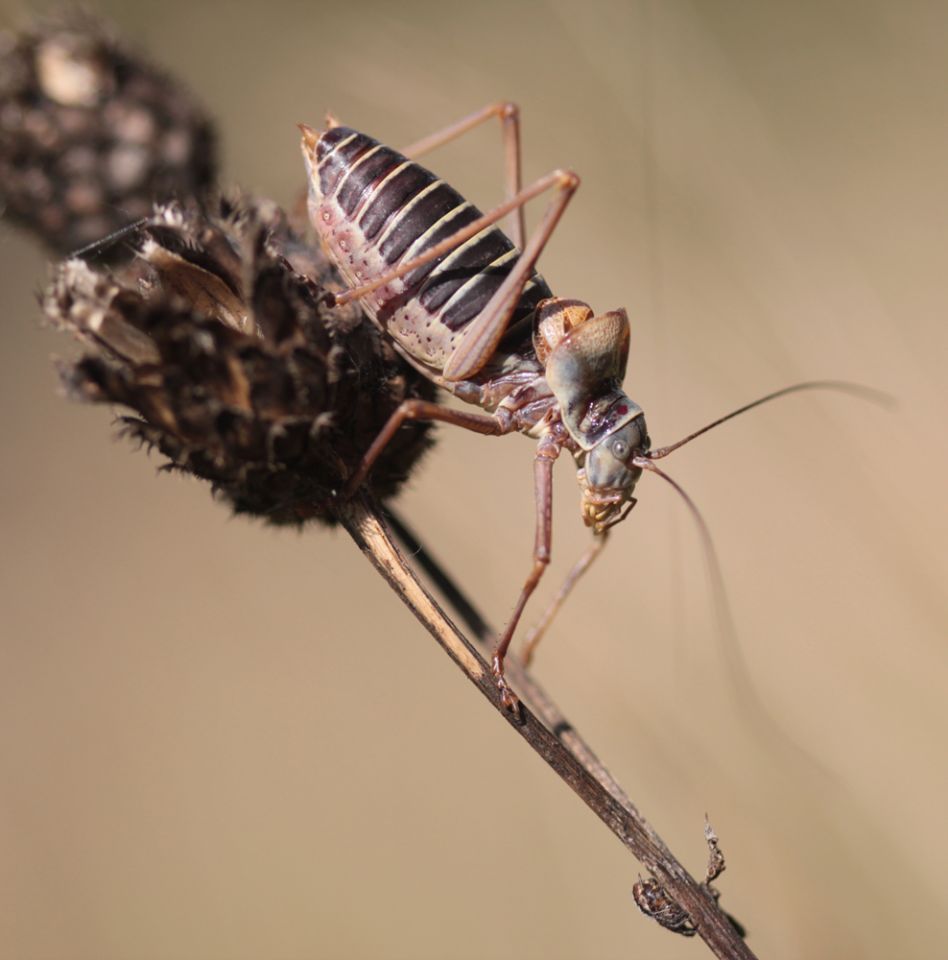 Ephippiger ephippiger © Alexandre Ruffoni