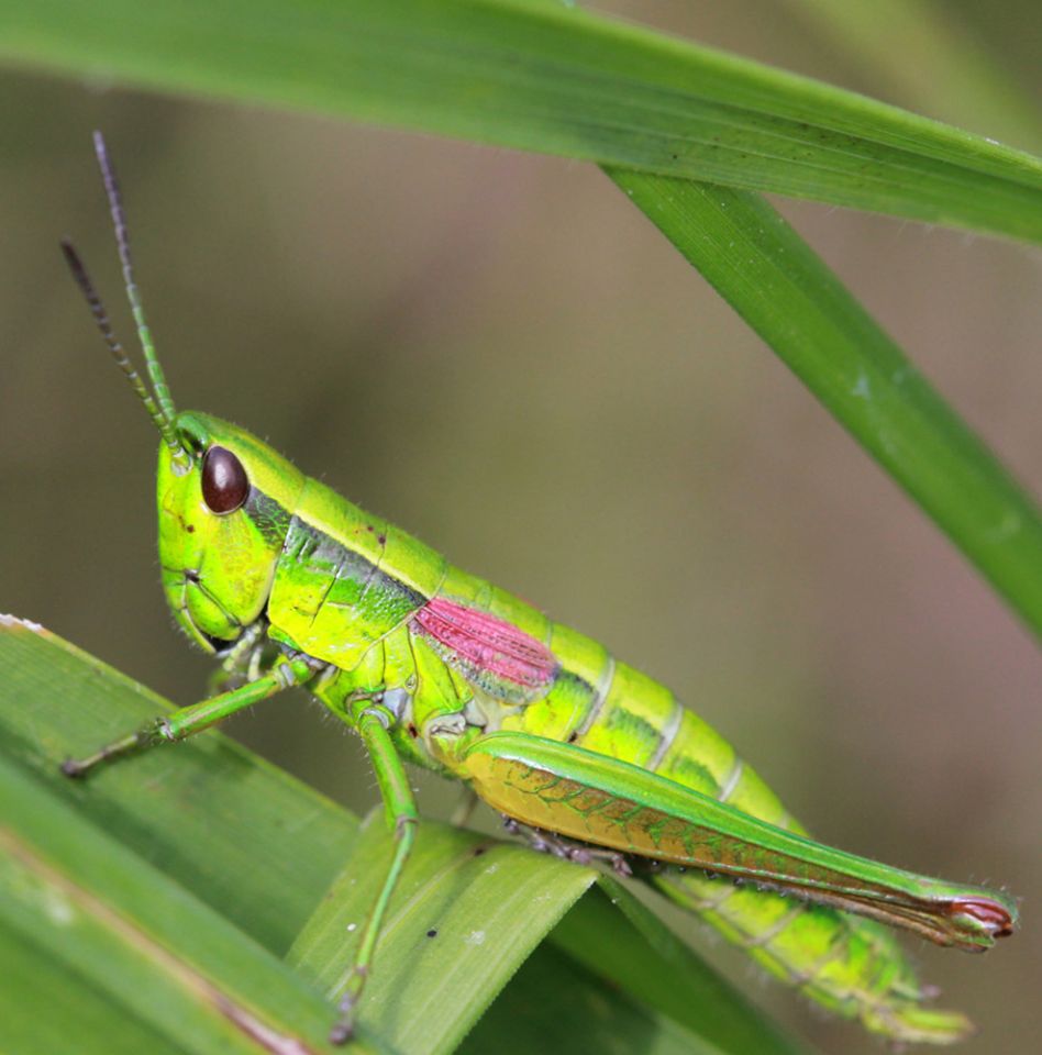 Euthystira brachyptera © Alexandre Ruffoni