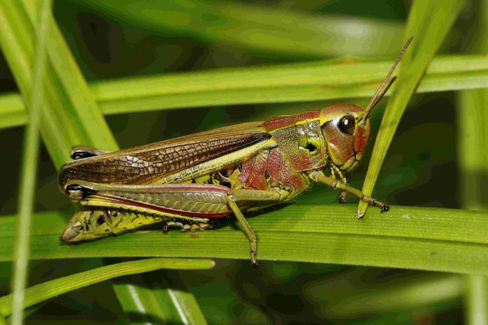 Stethophyma grossum © Daniel Bourget