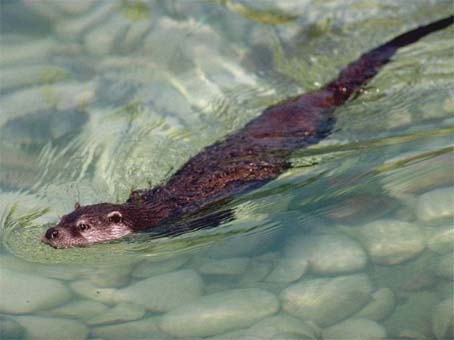 Loutre d'Europe @ D. SIRUGUE