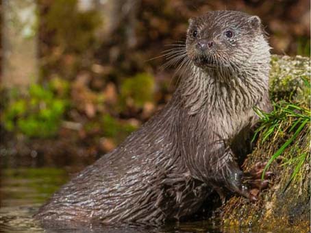 Loutre d'Europe © S. RAIMOND