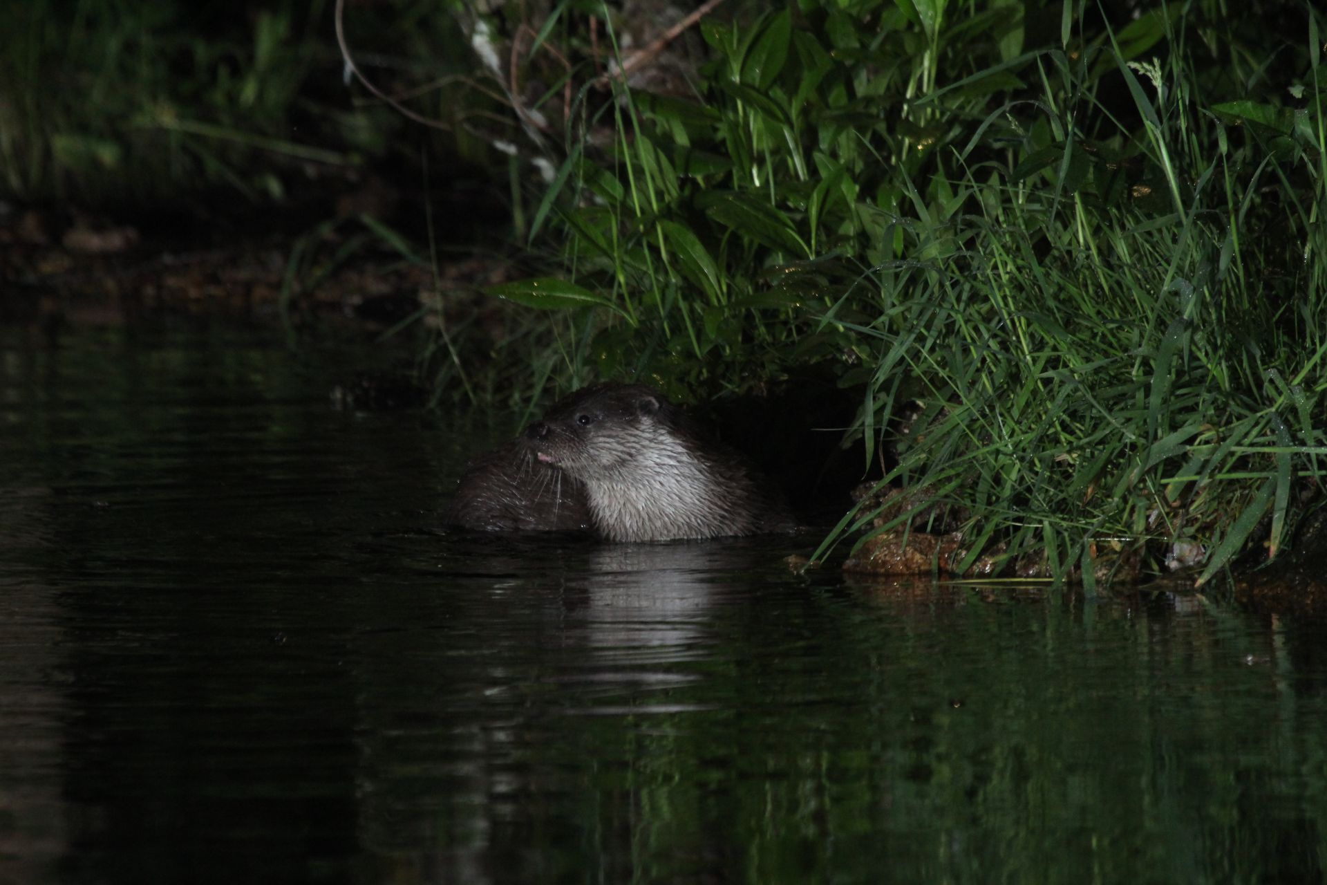 Loutre d'Europe © R. MASSON