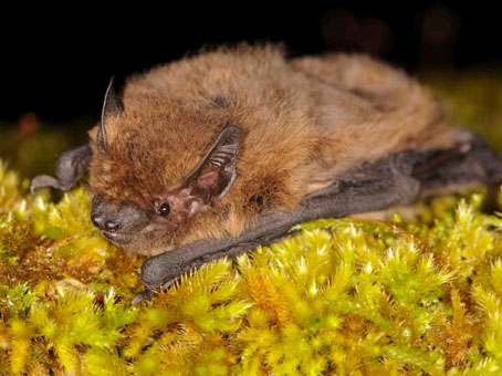 Pipistrelle commune © SHNA-OFAB