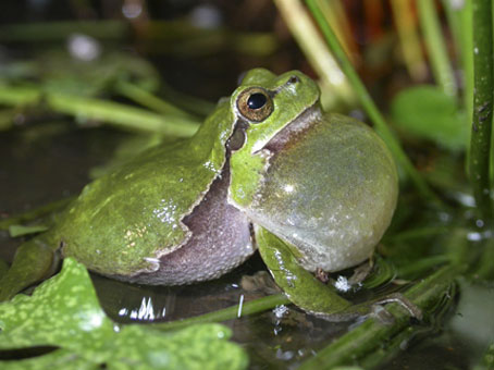 Rainette verte (Hyla arborea) © N. VARANGUIN