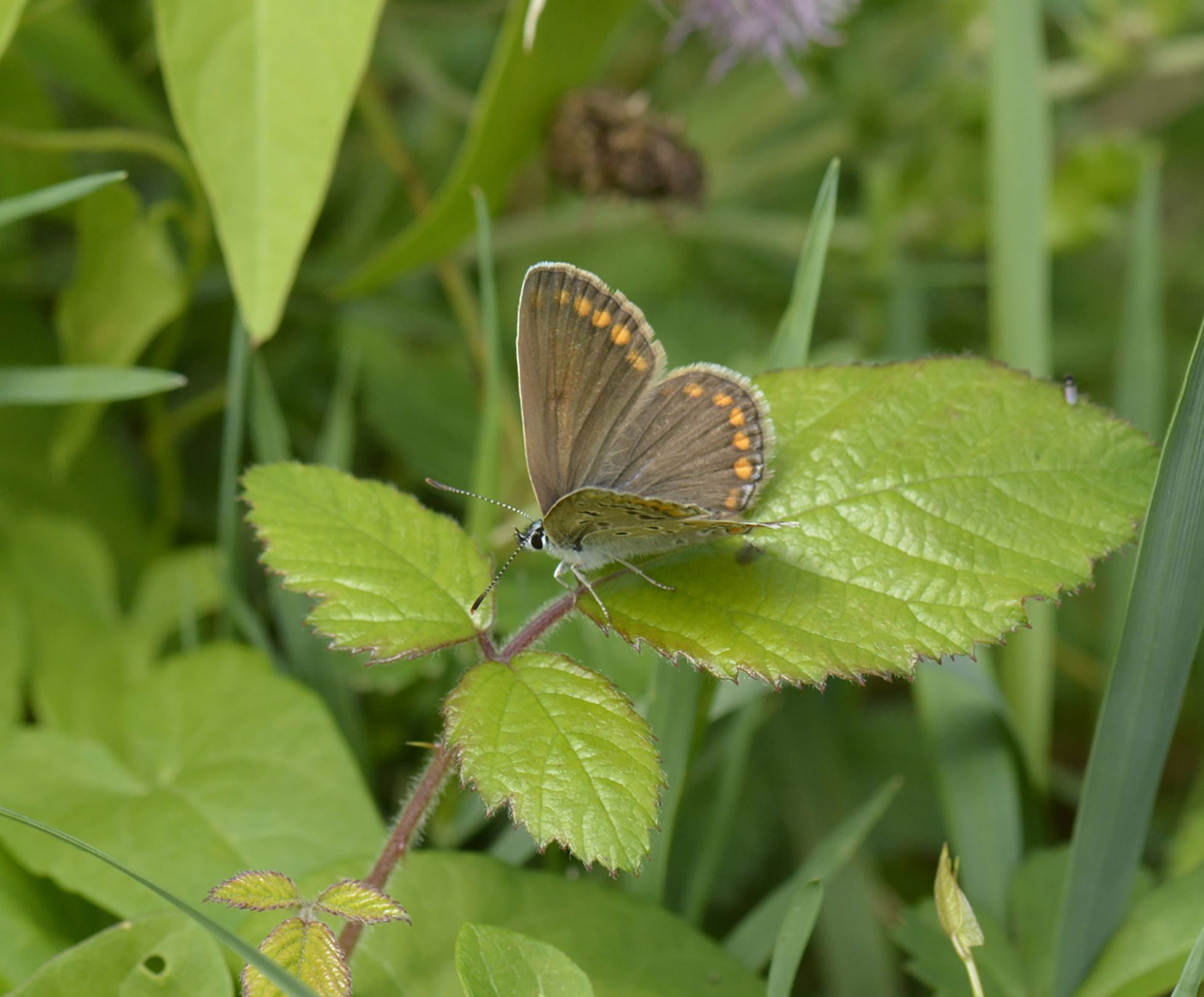 Aricia agestis © Agnes Bucher-Haupais