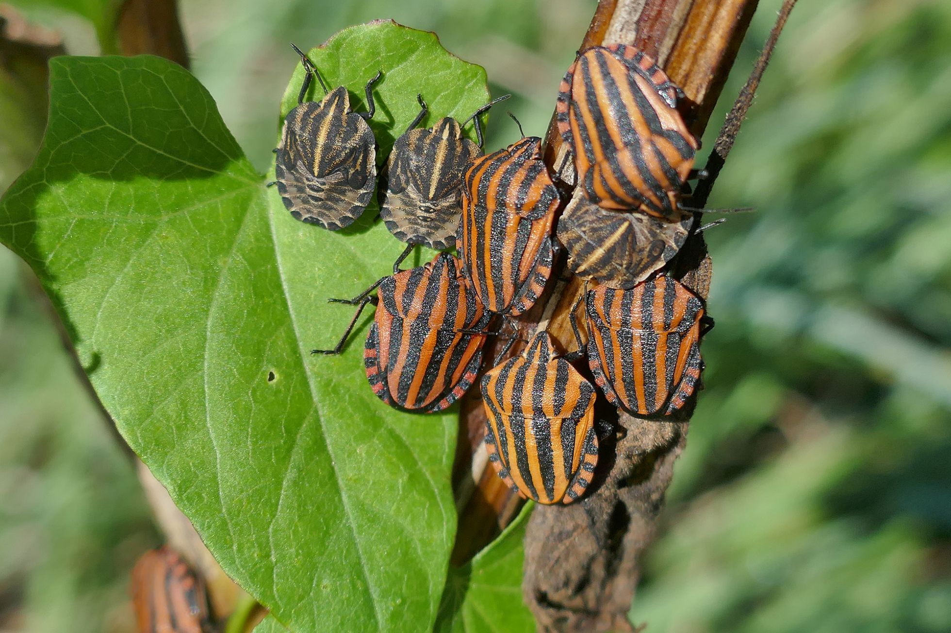 Graphosoma italicum © Véronique Voisin