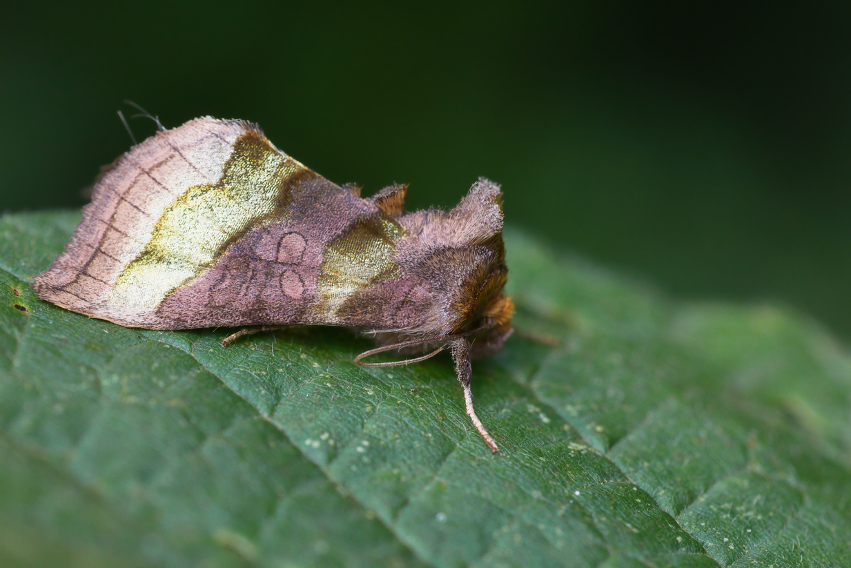 Diachrysia chrysitis © Thomas Reverchon