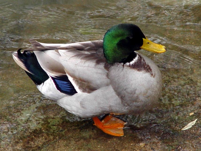 Canard colvert : taille, description, biotope, habitat, reproduction