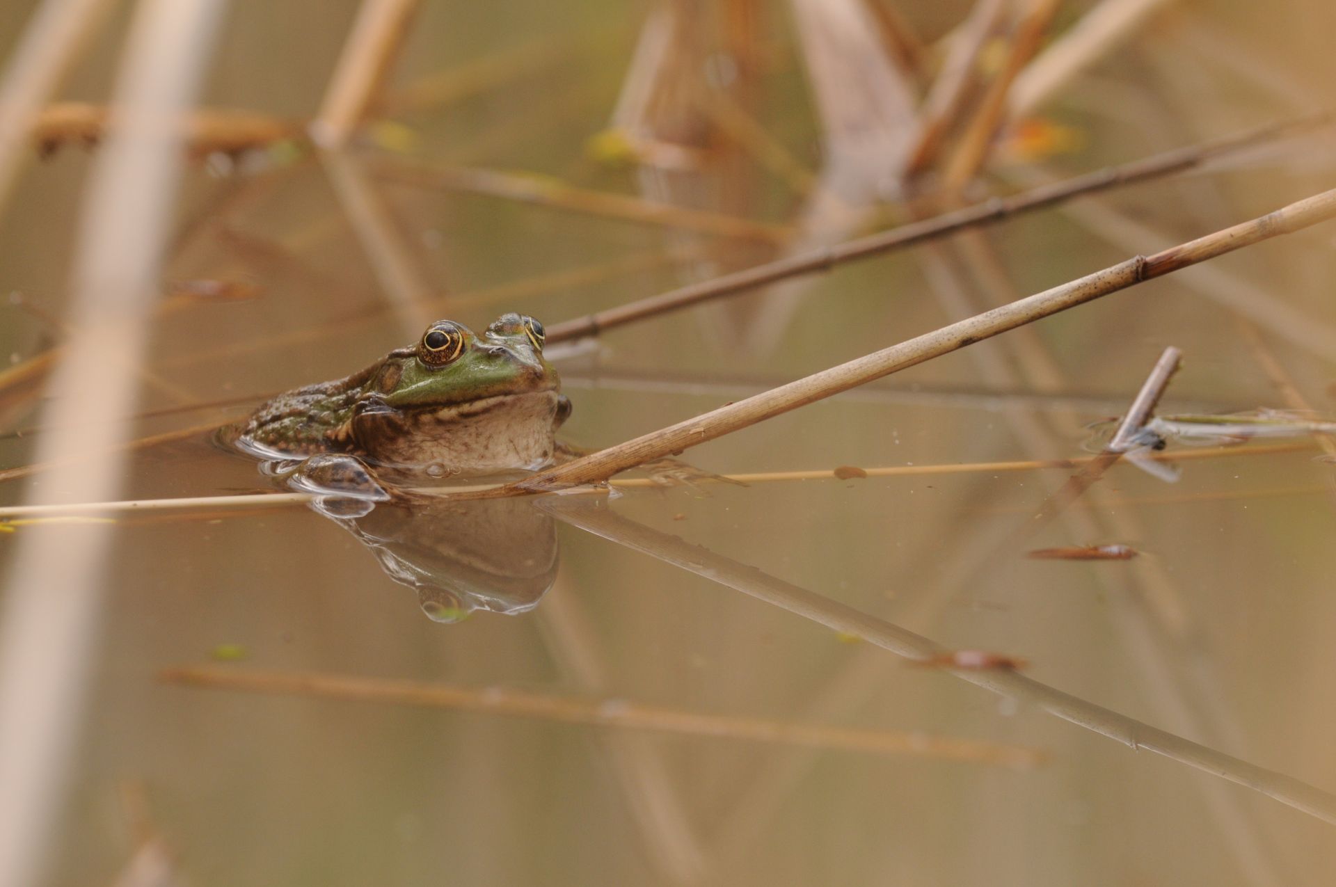 Grenouille rieuse chant