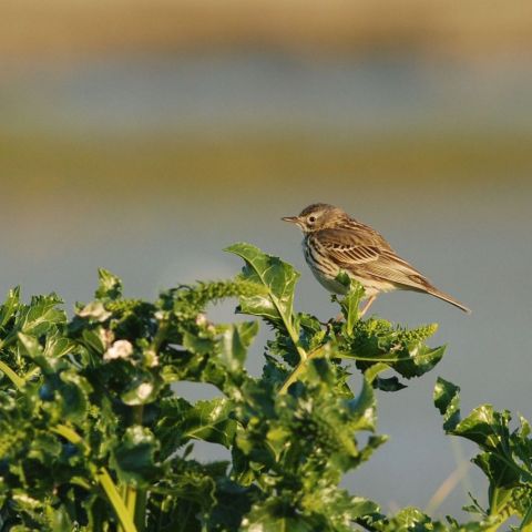 Pipit farlouse @© L. JOUVE