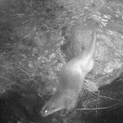 Loutre d'Europe @© L. ROBERT