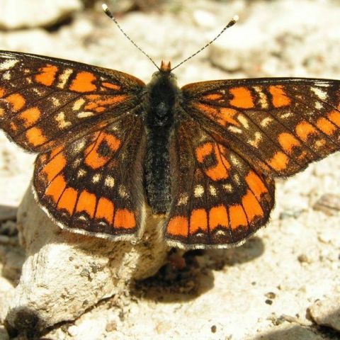 Damier du Frêne (Euphydryas maturna)  @© Claude Voinot