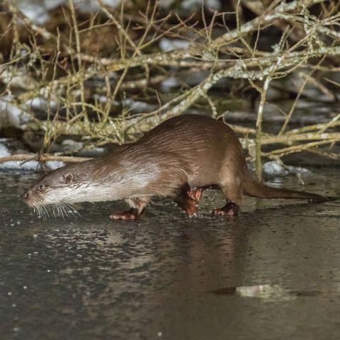 Loutre d'Europe (Lutra lutra) @Stéphane Raimond