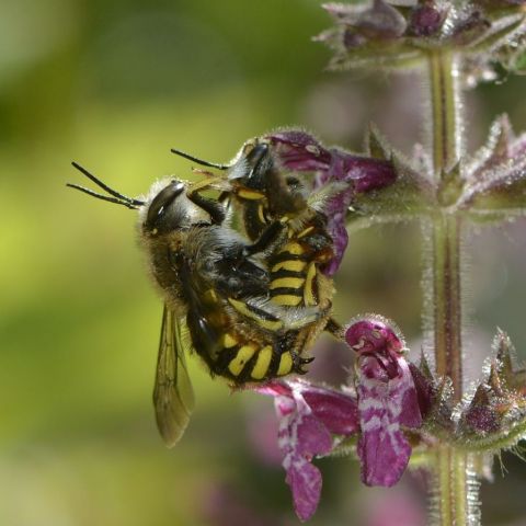 Anthidium manicatum @Agnès BUCHER-HAUPAIS