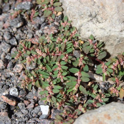 Euphorbia maculata @David Beaudoin