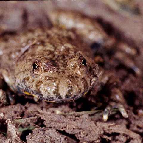 Bombina variegata @Daniel Sirugue