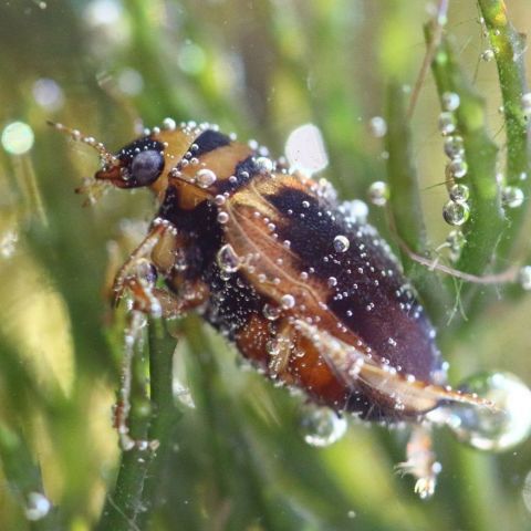 Hygrobia hermani @©Mathurin Carnet SHNA