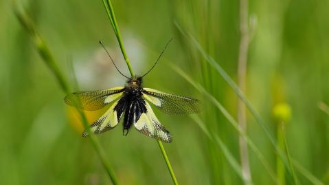 Libelloides coccajus